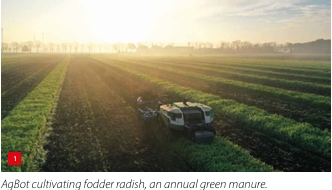 AgBot culitvating fodder radish
