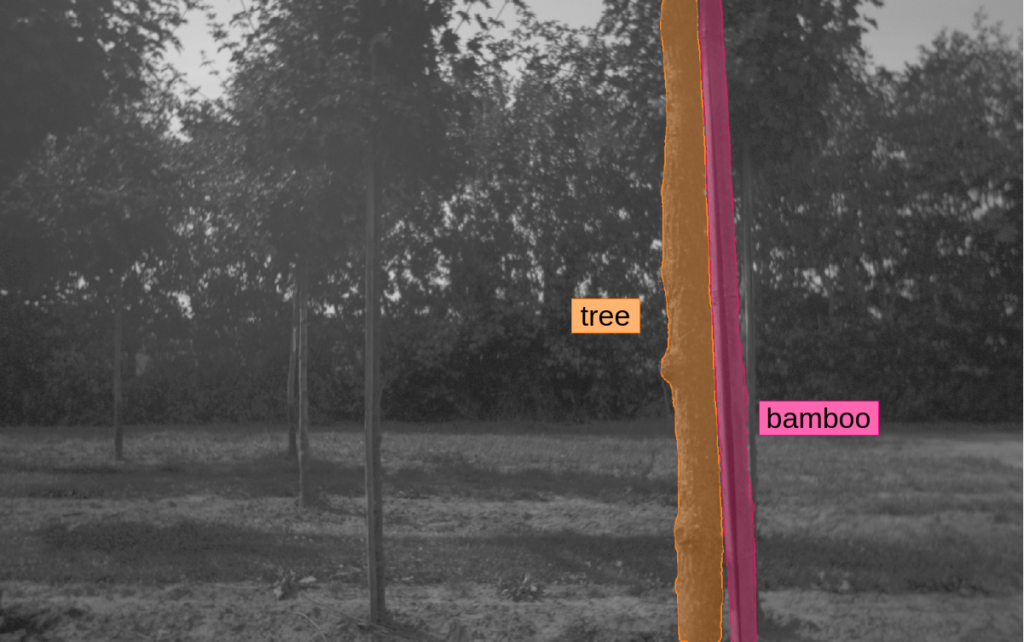 Tree Measurement
